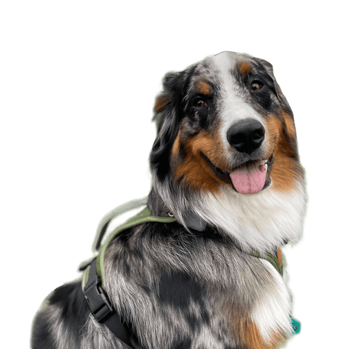 miso1 no background e1673990036684